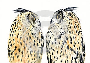 Watercolor illustration of two cute owls with spotted fawn-black feathers