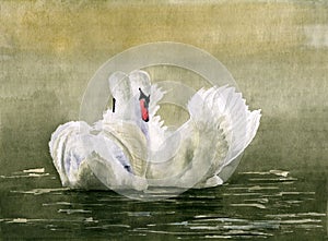 Watercolor illustration of two graceful white swans