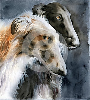 Watercolor illustration of two hunting greyhounds, white and fawn