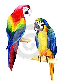 Watercolor illustration of two parrots
