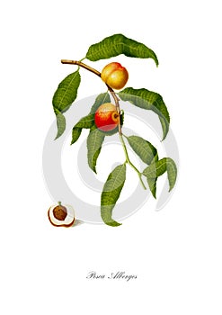 Watercolor illustration of a varietal peach.