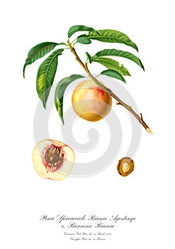 Watercolor illustration of a varietal peach.