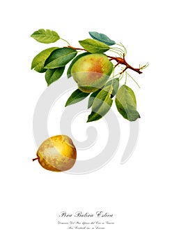 Watercolor illustration of a varietal pear.