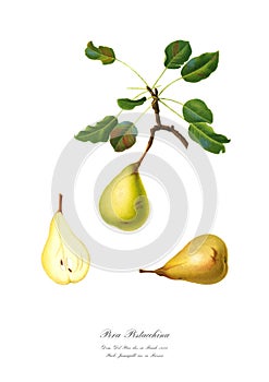 Watercolor illustration of a varietal pear.