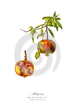 Watercolor illustration of a varietal pomegranate.