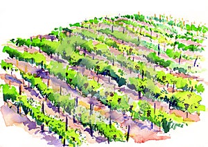 Watercolor illustration with vineyard