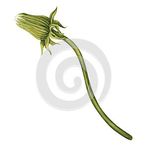 Watercolor illustration with vintage dandelion closed flower. Taraxacum officinale isolated on white background