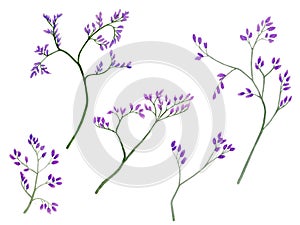 Watercolor illustration of violet little flowers on branches for beautiful design on white isolated background