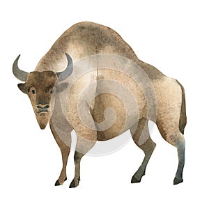 Watercolor illustration on white background. Set of huge brown bizon. Simple sketch of wild forest animals