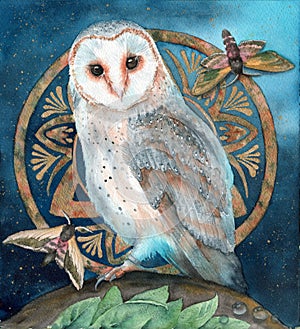 A white barn owl with a round design