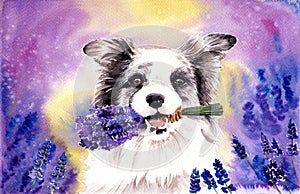 Watercolor illustration of a white border collie dog on a lavender field