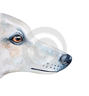 Watercolor illustration of white dog profile with beautiful amber eyes.