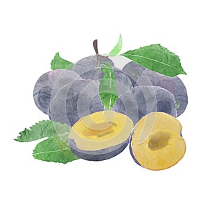 Watercolor Illustration of whole damsons and damson half isolated on white background - hand drawn summer fruit
