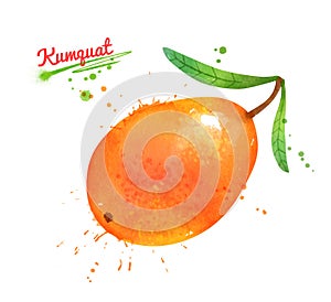 Watercolor illustration of whole Kumquat fruit