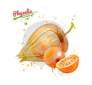 Watercolor illustration of whole Physalis fruit