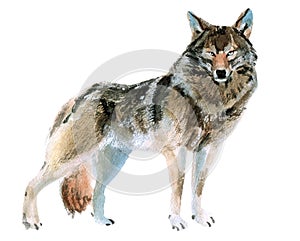 Watercolor illustration of a wolf