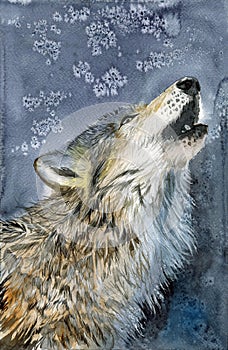 Watercolor illustration of a wolf with fluffy grey fur