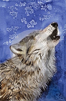 Watercolor illustration of a wolf with fluffy grey fur