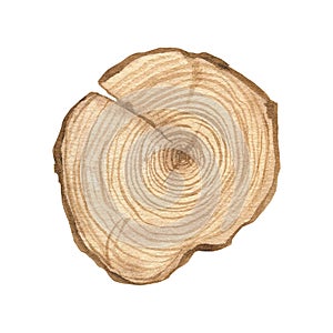 Watercolor illustration of wood texture, round cut of wood, wooden rings isolated. Sawn wood. Handmade.