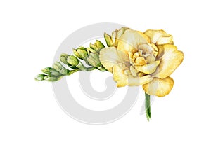 Watercolor illustration of yellow freesia. Hand painted botanical flower in the full bloom. Isolated on white background.