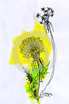 Watercolor illustration of yellow meadow dandelion flowers and green leaves on a white background. hand-painted for design