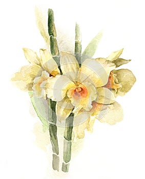 Watercolor illustration yellow orchid