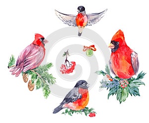 Watercolor illustrations of christmas birds. Red Cardinal, bullfi