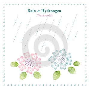Watercolor illustrations of hydrangea and rain, image of summer and rainy season