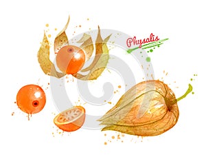 Watercolor illustrations of Physalis fruit