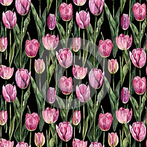 watercolor illustrations of pink tulips against a black background, seamless watercolor art pattern