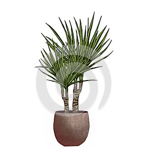 Watercolor illustrations of potted house plant. Plnat in a pot isolated on white background.