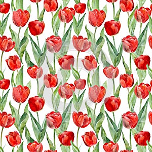 watercolor illustrations of red tulips, white background, seamless watercolor art pattern
