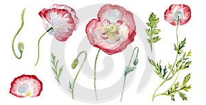 Watercolor illustrations with red and white poppies with leaves and buds