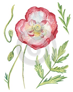Watercolor illustrations with red white poppies with leaves and buds