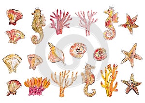 Watercolor illustrations of sea creatures in red, orange, coral colors. Warm toned hand-painted illustrations of seashells, seahor