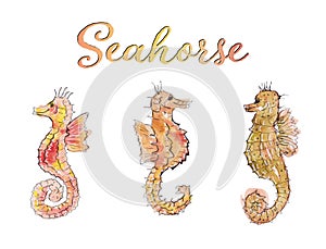 Watercolor illustrations of seahorses. Hand-painted sea animals cliparts.