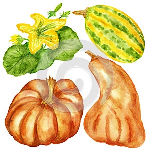 Watercolor illustrations, a set of pumpkins and flowering branches with pumpkin fruits isolated on a white background.