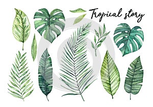 Watercolor illustrations. Summer tropical design elements. Tropical palm leaves (monstera, areca, fan, banana). Perfect for