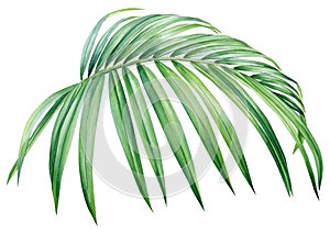 watercolor illustrations tropical palm green leaf, isolated on white background