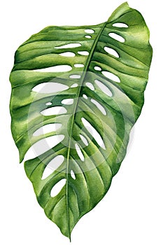 Watercolor illustrations tropical palm leaf isolated white background, floral element Tropic palm, plant hand drawing