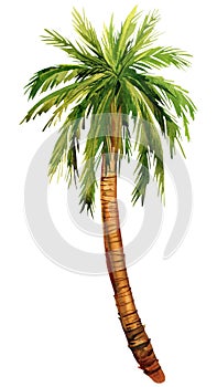 watercolor illustrations tropical palm tree, isolated on white background
