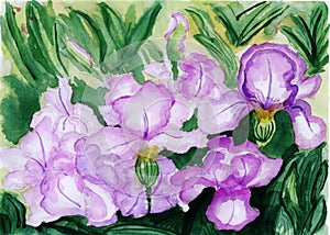 Watercolor illustrationï¼ŒThe flowers in full bloom