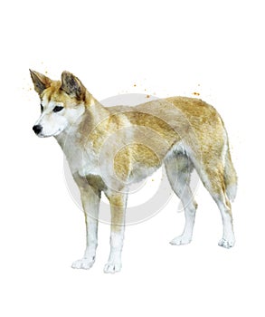 Watercolor Image Of Australian Dingo