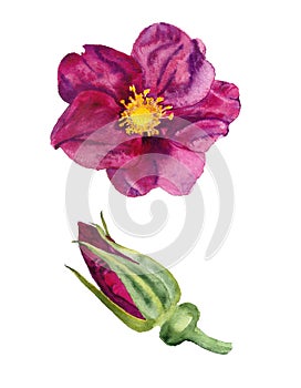 Watercolor image of bud and flower of dog rose