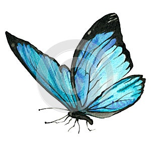 Watercolor image of a butterfly on a white background.