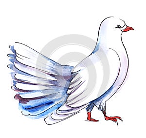 Watercolor image of cute white dove with beautiful fantail, isolated on white background. Traditional symbol of love for wedding.