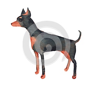 Watercolor image of English Toy Terrier