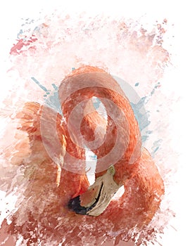 Watercolor Image Of Flamingo Bird