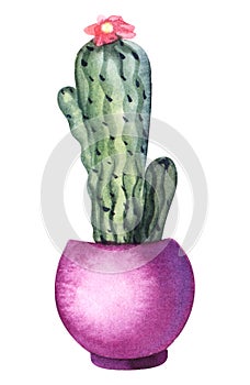 Watercolor image of green cactus with dark horns and small, cute flower of pink color. Colorful houseplant in purple pot isolated
