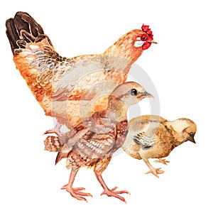 Watercolor image of hen and two chickens.